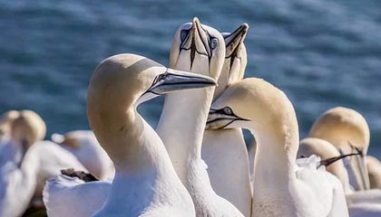 爱游戏官方主页-布莱顿防守反击犀利，海鸥军团欲再创佳绩，布莱顿首发