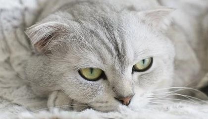 爱游戏GAMING平台-中国男子篮球联赛赛场上演惊天逆转，中国男子篮球比赛