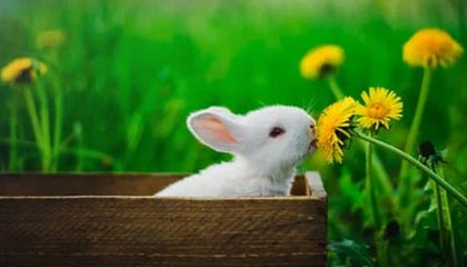 -RNG关键比赛连胜不断，rng12连胜